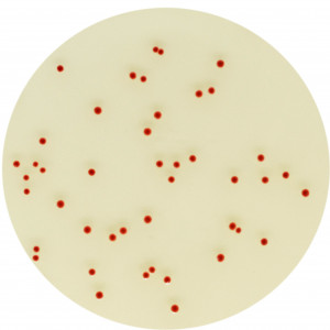 Хромогенная среда Campylobacter