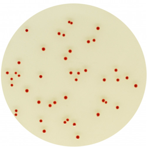Хромогенная среда Campylobacter Хромогенная среда Campylobacter
