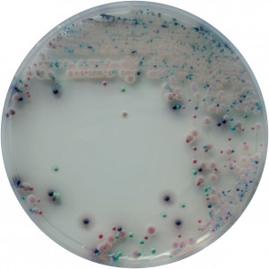 Хромогенная среда Candida