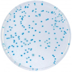 Хромогенная среда E.coli