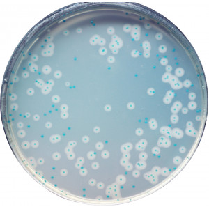 Хромогенная среда Listeria