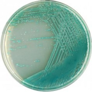 Хромогенная среда Pseudomonas