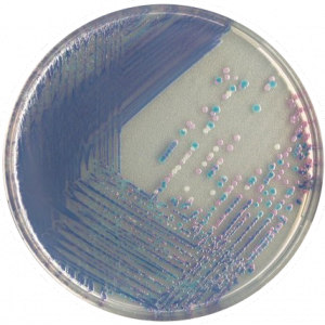 Хромогенная среда Salmonella Plus
