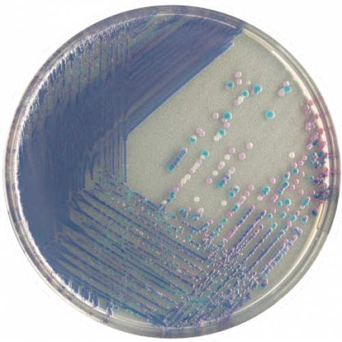 Хромогенная среда Salmonella Plus Хромогенная среда Salmonella Plus