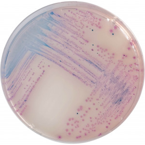 Хромогенная среда Salmonella