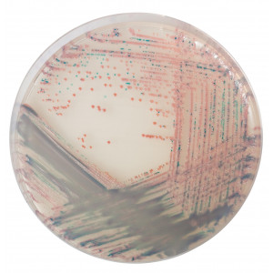 Хромогенная среда Staph aureus 