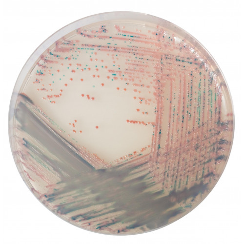 Хромогенная среда Staph aureus Хромогенная среда Staph aureus