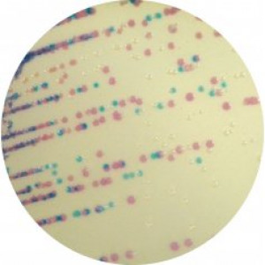 Хромогенная среда Staphylococcus