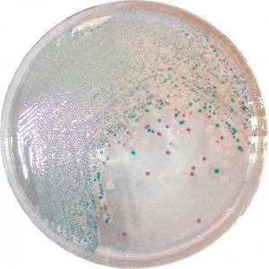 Хромогенная среда Vibrio